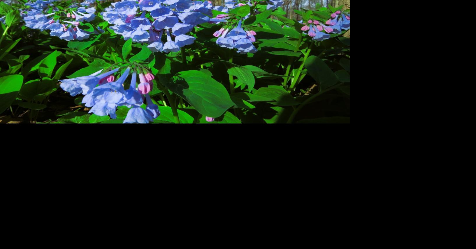 On Nature column: Virginia bluebells create beautiful spring scenes