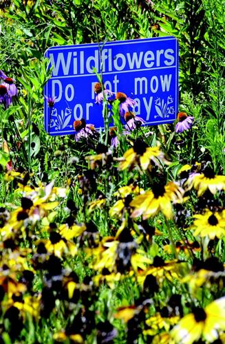 Wildflower Bulletin Board Letters, Lettering, Midnight Meadow