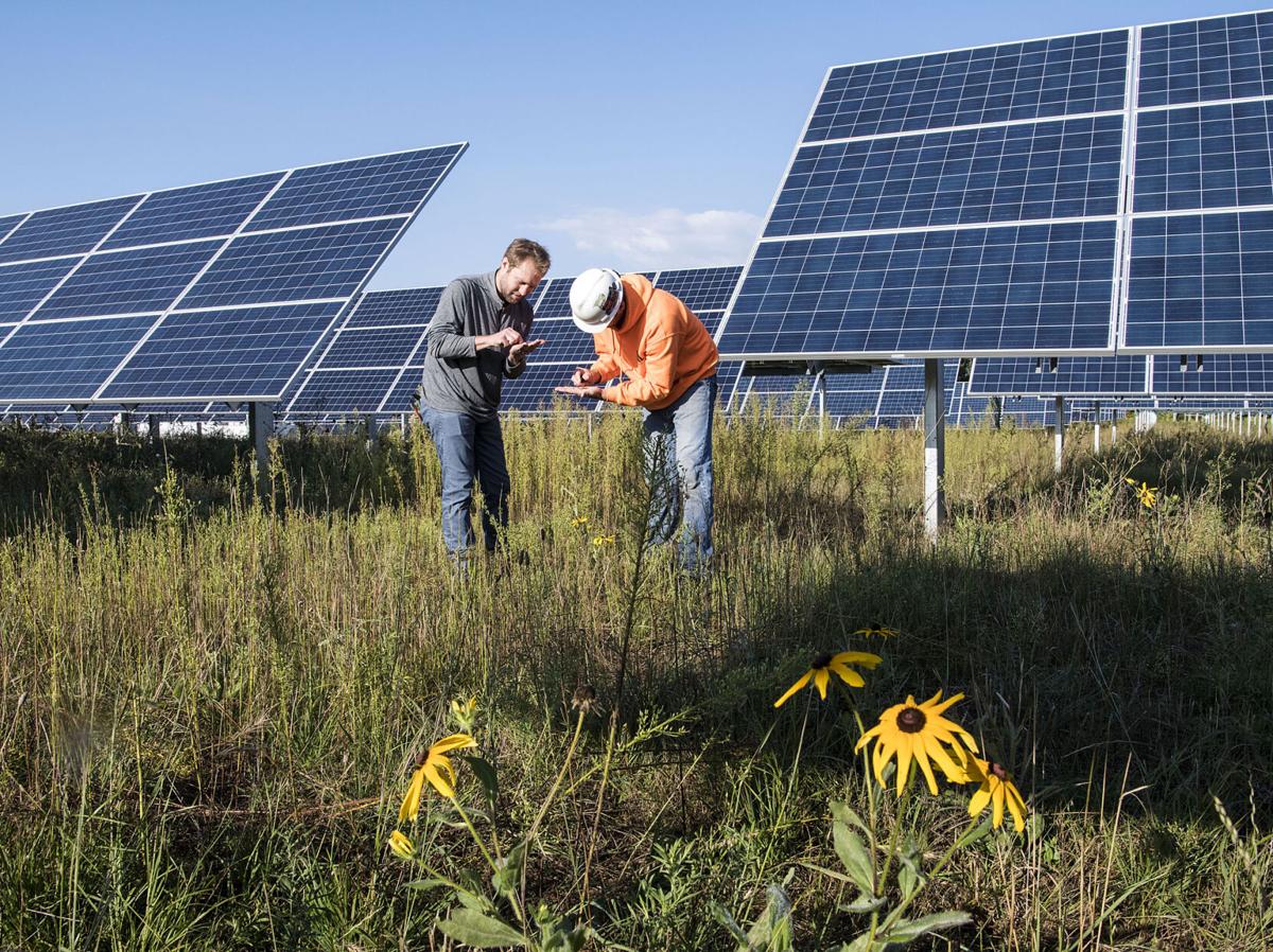 Solar development offers chance to help pollinators Local News