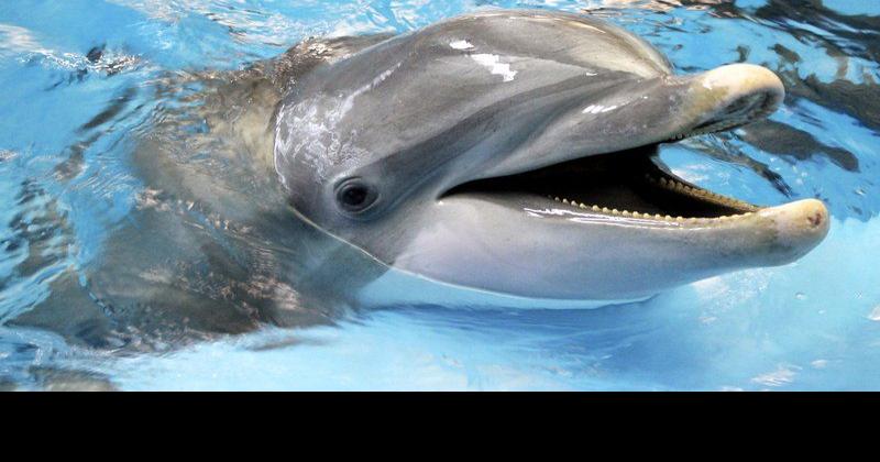 Adventuring with dolphins | MAD Life | heraldbulletin.com
