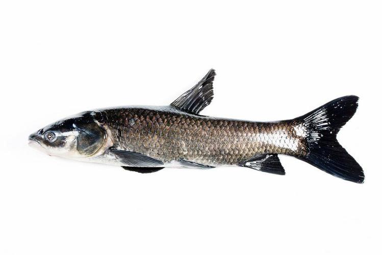 Destructive black carp found near Indiana waterways, State News