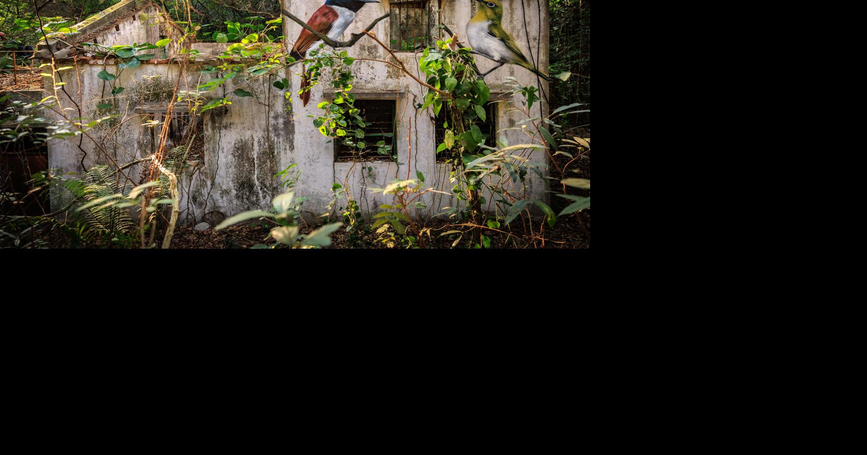 Across the forgotten walls of a Hong Kong island, a flock of bird murals rises