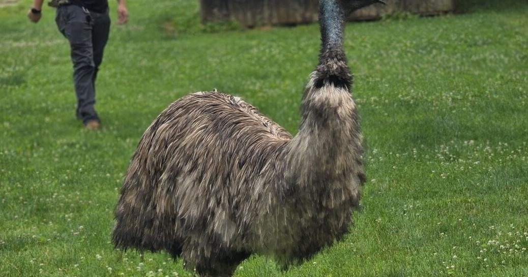 Emus on the run: Big birds escape flood; some still on the loose in Illinois