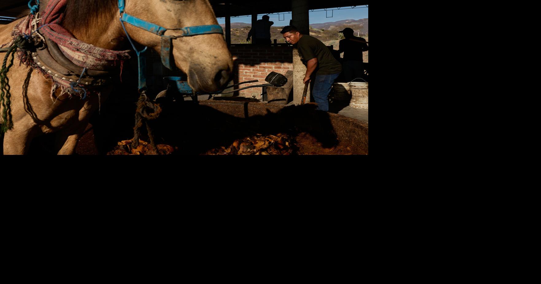 Mexican Mezcal, Venezuelan baseball joy and other top photos from Latin America and the Caribbean