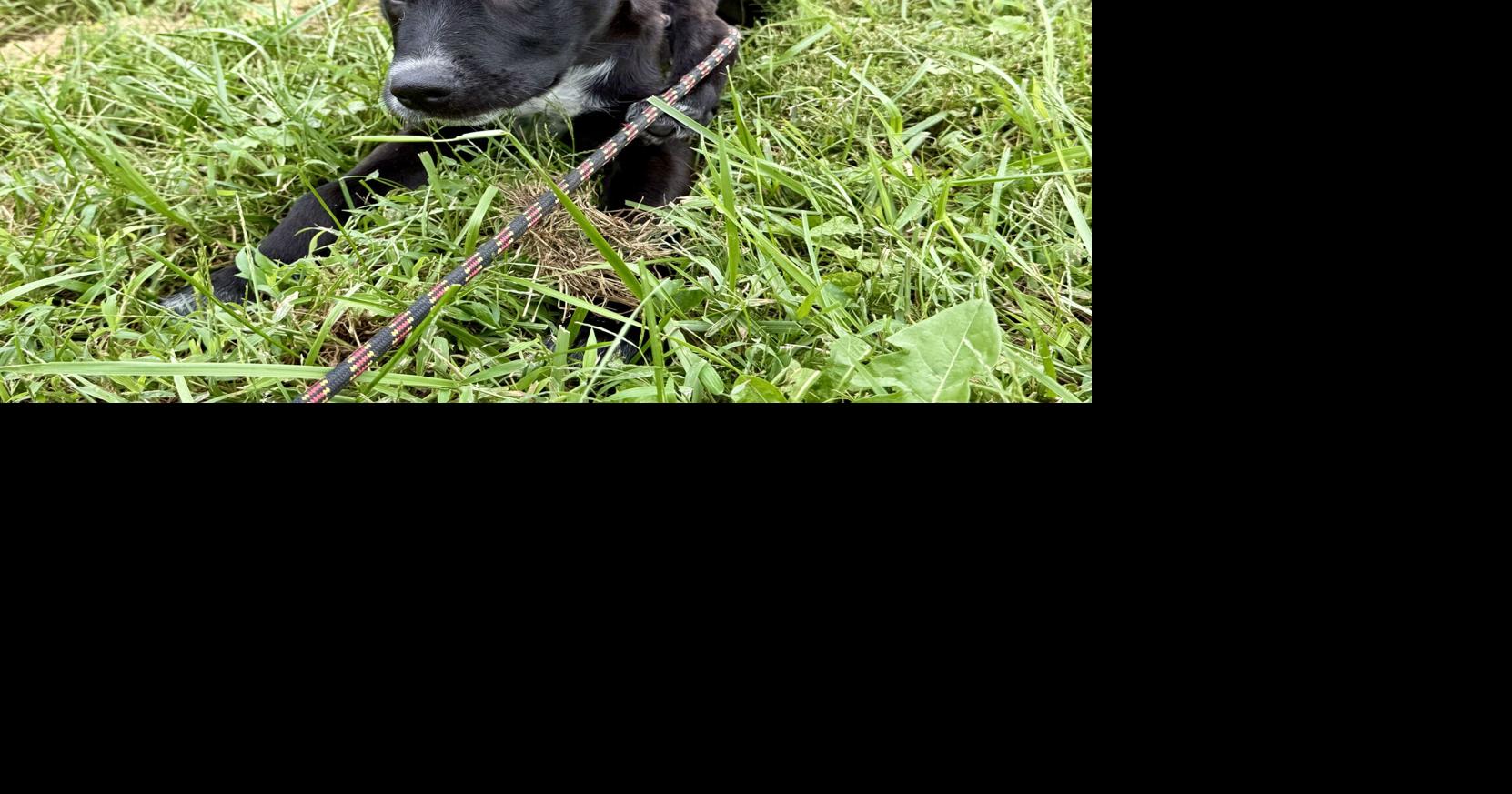 Take Us Home: Pets for adoption in Madison County