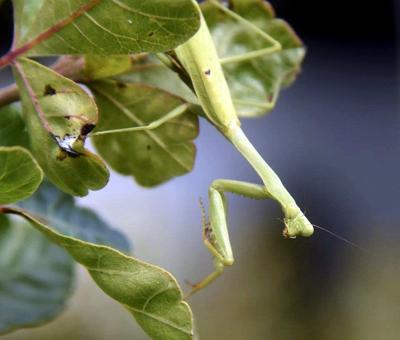 On Nature Column Praying Mantis A Fascinating And Patient Predator Columns Heraldbulletin Com
