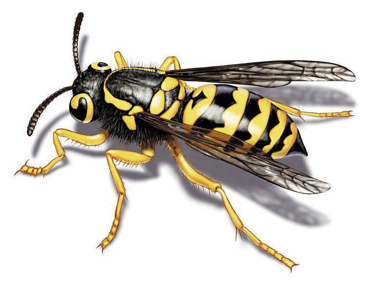 On Nature column Yellow jackets play key role in environment Columns