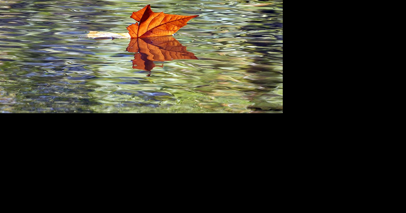 On Nature column: It’s hard not to think about fall’s amazing colors ...