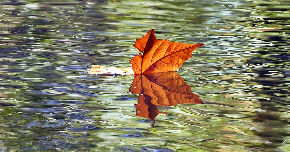 On Nature column: It’s hard not to think about fall’s amazing colors ...