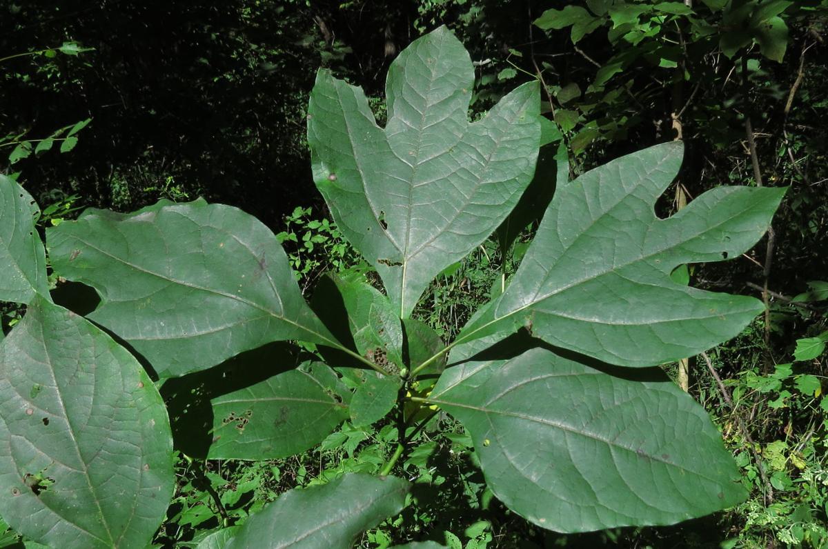 Sassafras kentucky vrugtebome