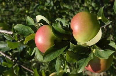 Apple Trees, MADISON-09.jpg