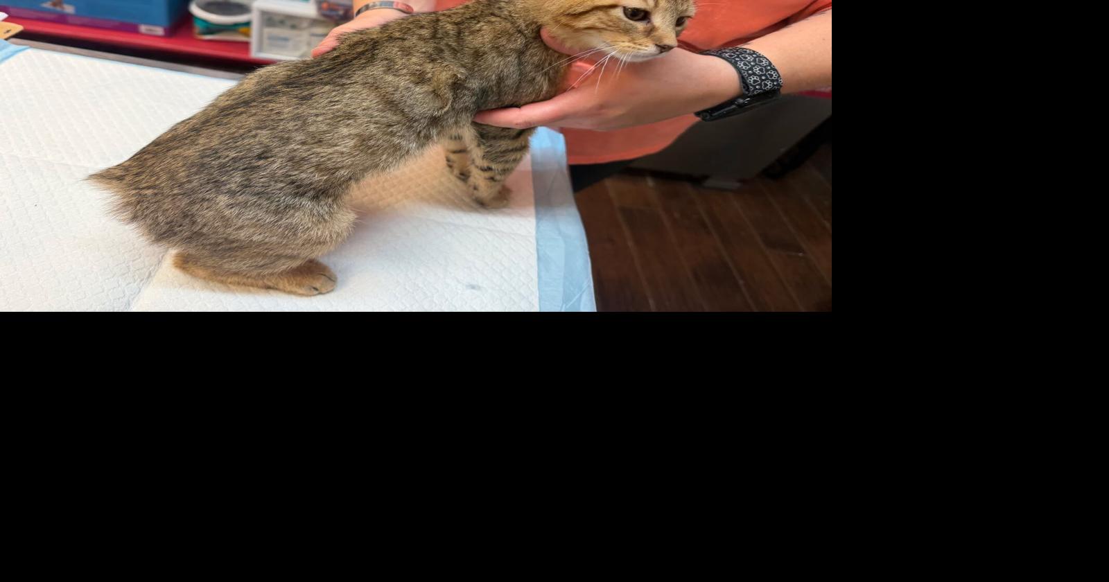 Local animal cruelty, neglect cases raise concerns