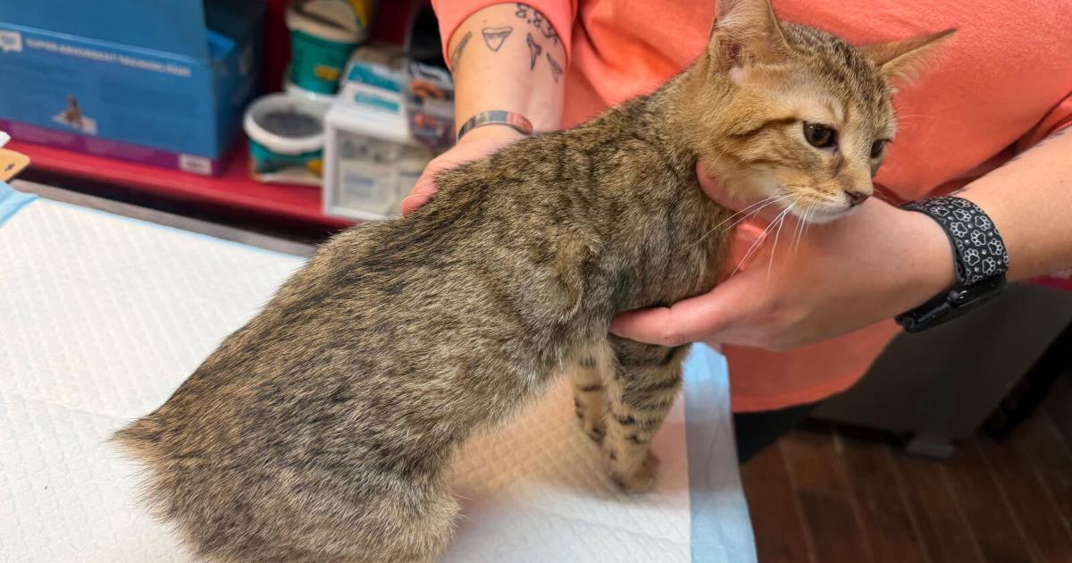 Local animal cruelty, neglect cases raise concerns