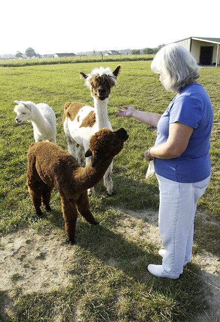 Alpaca the new cash cow MAD Life heraldbulletin