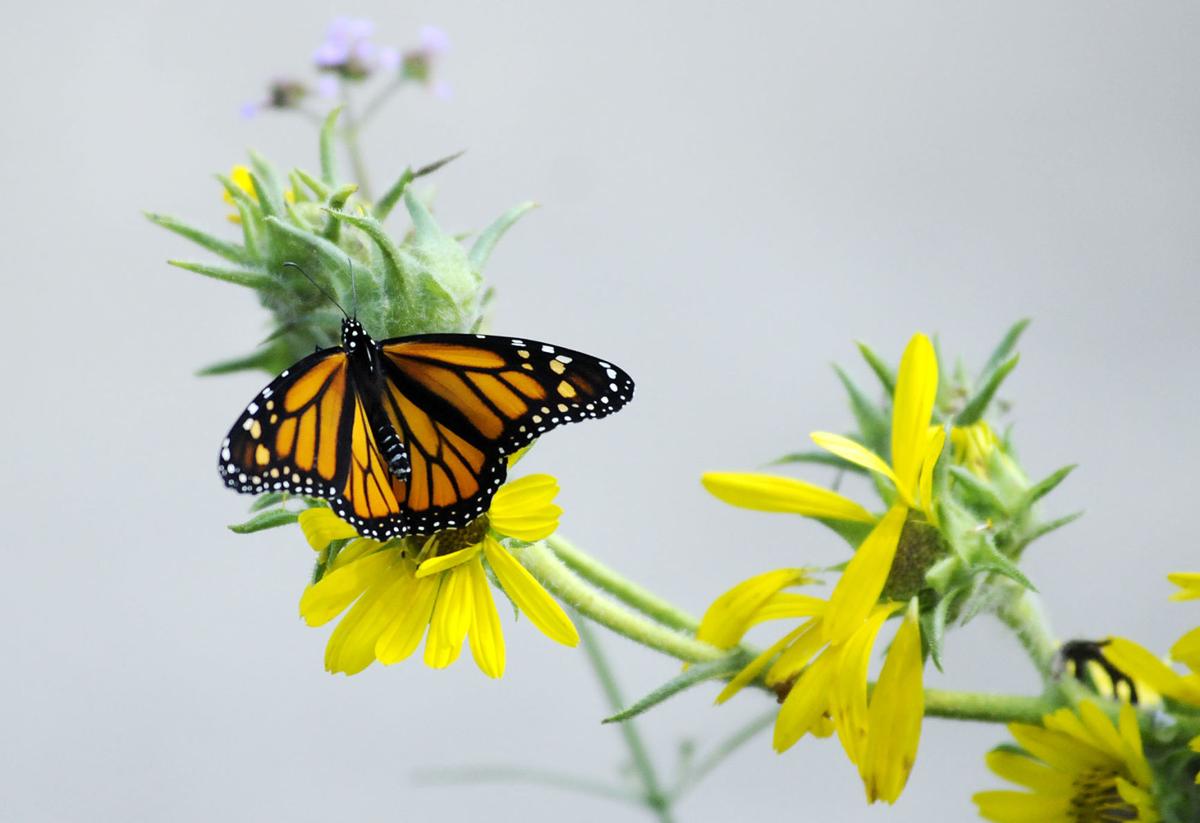 Monarch Butterfly Numbers In Decline Local News Heraldbulletin Com