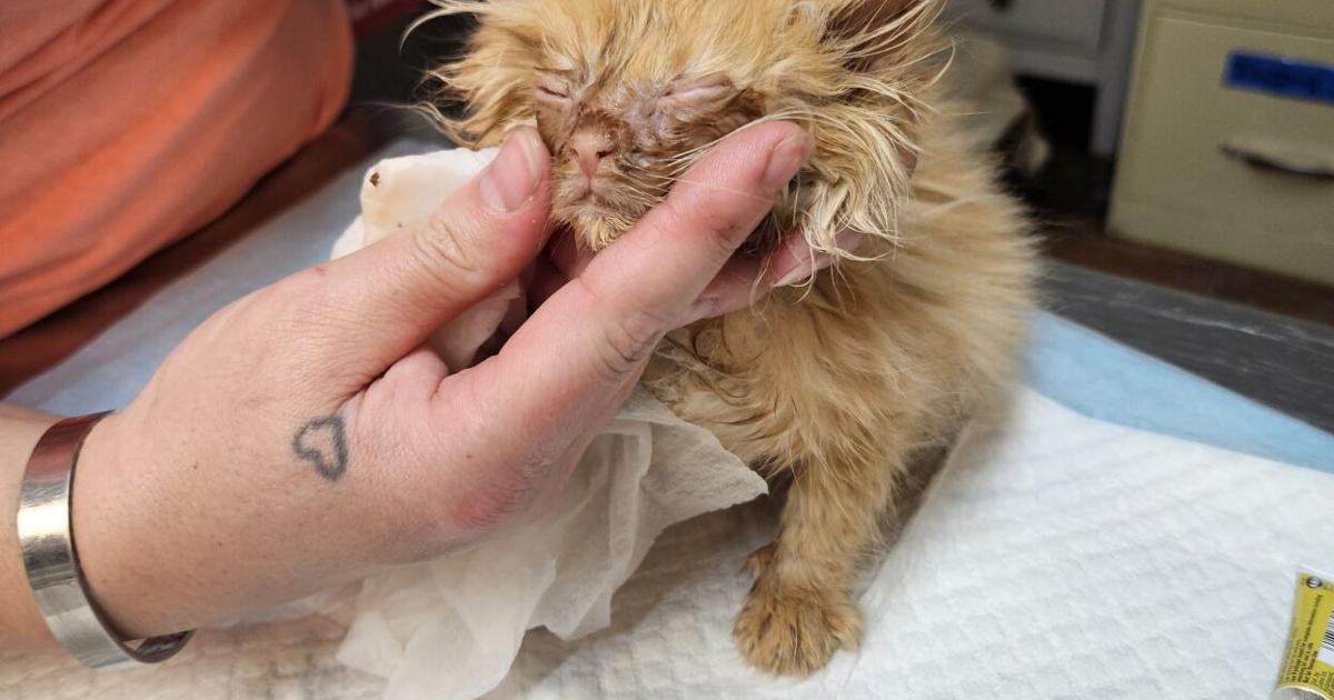 Chesterfield women face animal neglect charges