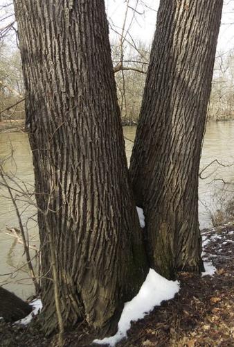 American basswood – Woody Plants of Ohio