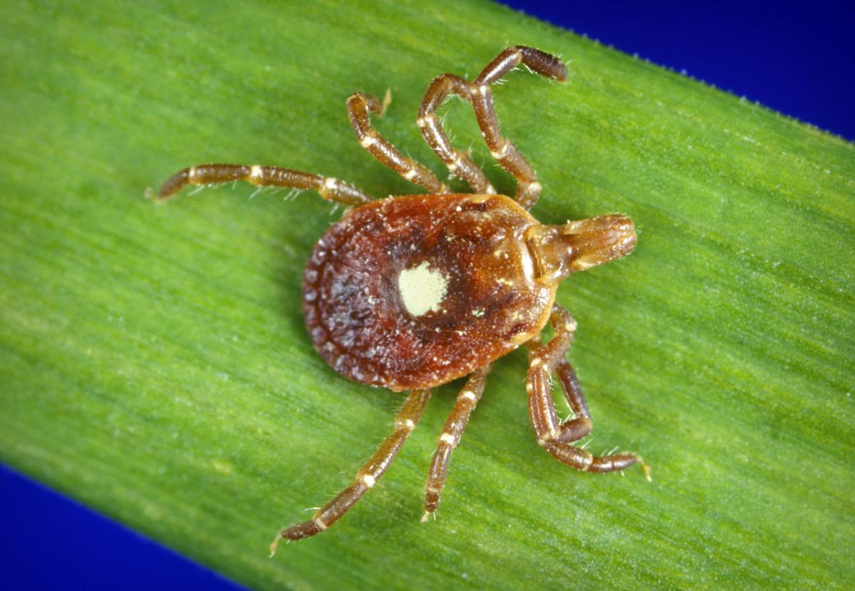 Creepy Crawlers Commonly Found Lone Star Ticks Carry Heartland