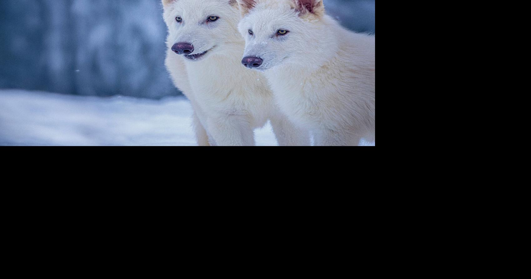 Dire wolves lived in Indiana, but should we bring them back? | Local ...