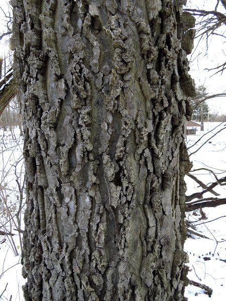 On Nature Column Hackberry Stands Tall In Indiana Opinion Heraldbulletin Com