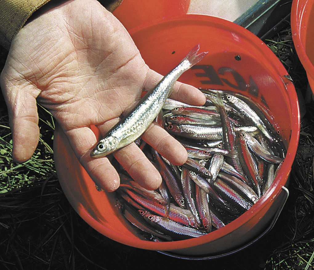 White River Fish Kill: 10 years of recovery | News | heraldbulletin.com