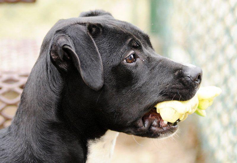Animals out in the cold | Local News | heraldbulletin.com