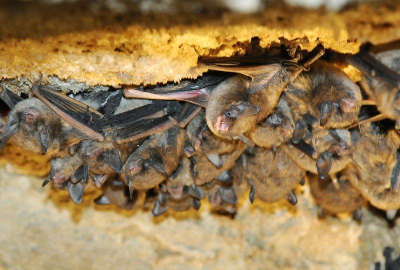 Endangered bats could play role in Mounds Lake fate Local News