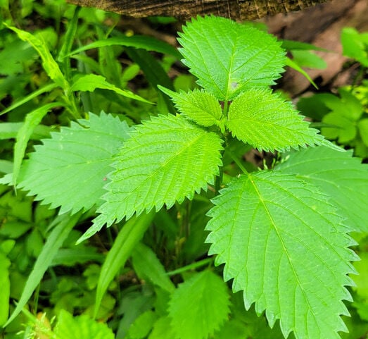 On Nature column: Irritant stinging nettle an important resource for  wildlife, Columns