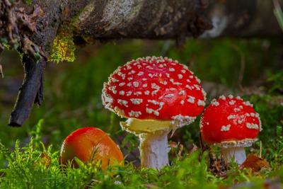 Agaric mushrooms