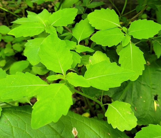 Why you should embrace stinging nettle (not literally) - Red-tail Land  Conservancy