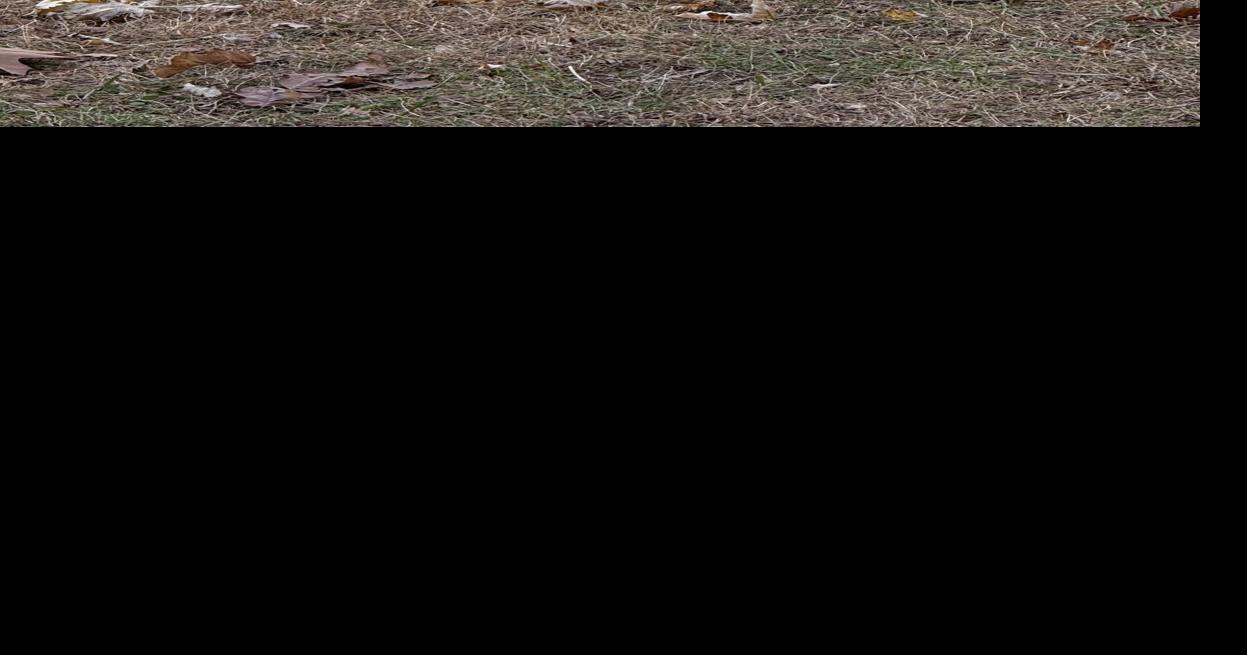 Take Us Home: Pets for adoption in Madison County - Herald Bulletin