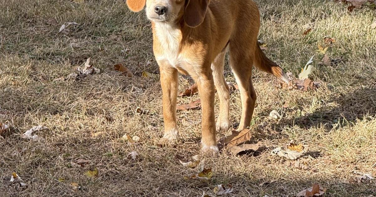 Take Us Home: Pets for adoption in Madison County - Herald Bulletin