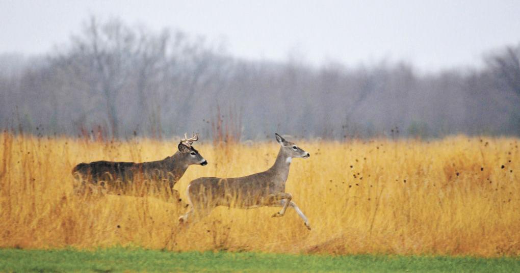 Indiana Wild Predators Indiana to launch federal wildlife program to boost ecological research ...