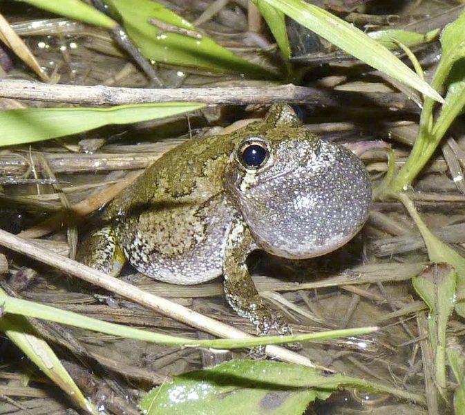On Nature Column Gray Treefrogs Are Something To Croak About