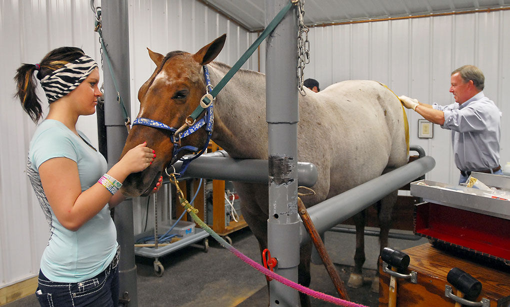 State's first inclinic equine stem cell treatment performed in