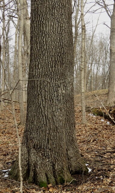 On Nature column: Black oak trees point to soil drainage in Indiana ...