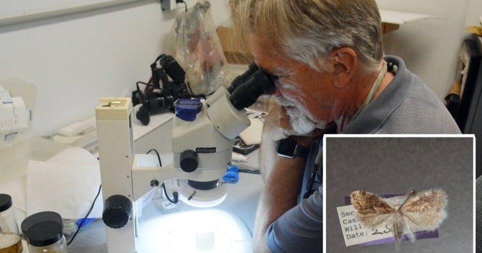 Smithsonian Institute studies rare moth in Cass County