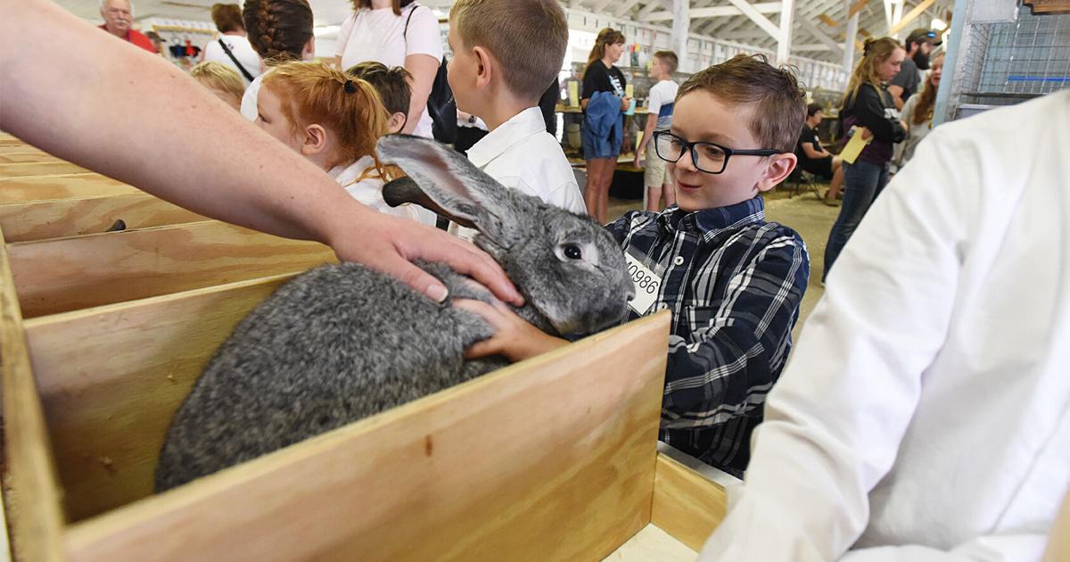 Fair Rabbids Berrien County Youth Fair to showcase over 400 rabbits this week ...