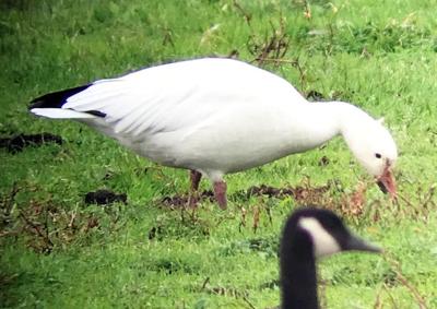 wildlife sightings snow goose