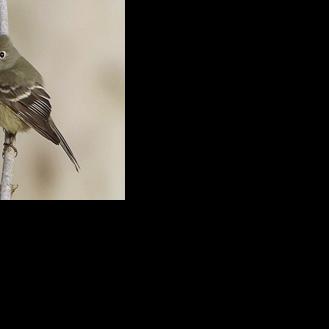 Hammond's flycatcher spotted locally for only 2nd time