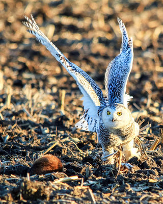 Wildlife Sightings: Snowy owl gets its prey | Local | heraldpalladium.com