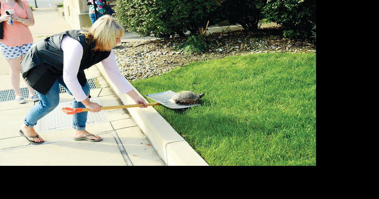 Volunteers transport stranded turtle to safety | Zoology ...