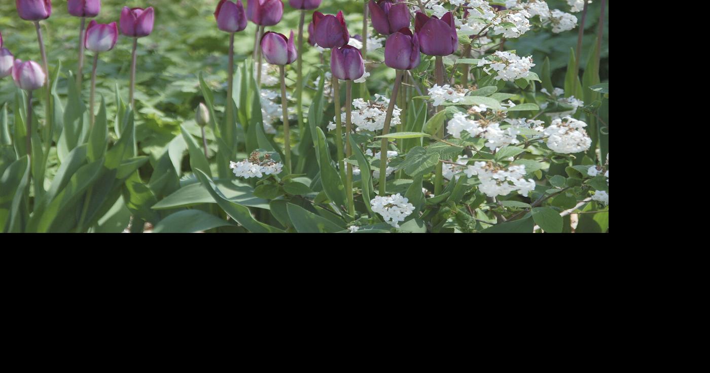 Spring flowers on display | Localnews | heraldpalladium.com