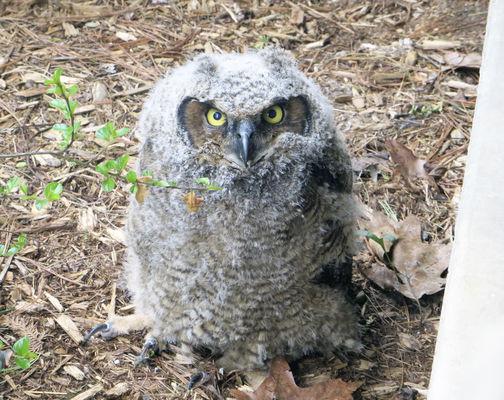 Wildlife Sightings Baby Great Horned Owl Takes A Peek At The World Local Heraldpalladium Com