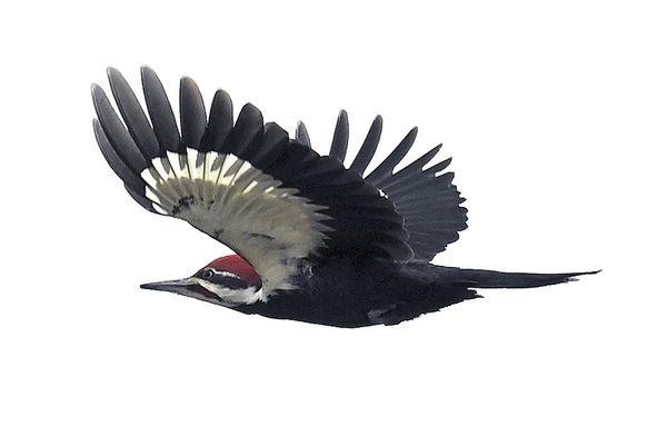 Pileated Woodpecker Takes Flight Over Sodus Local Heraldpalladium Com