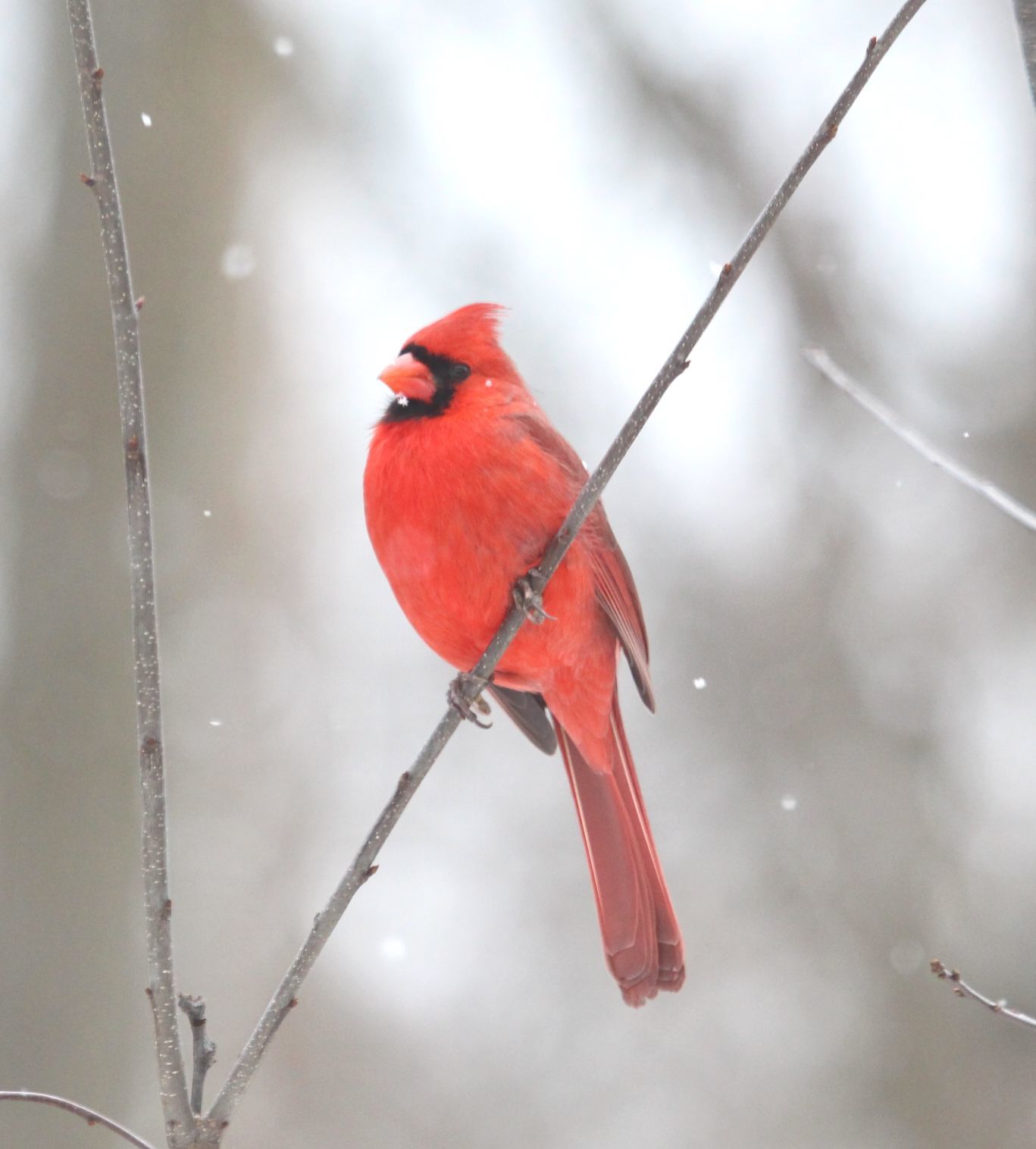Red Cardinal Bird On Branch Home Business Office Sign Home Decor Home Garden