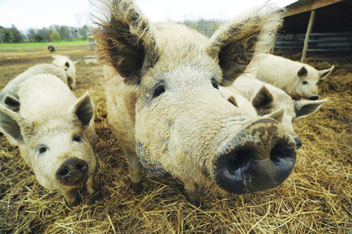 Some Pigs Farm S Mangalitsa Pigs Are Prized For Flavorful Meat