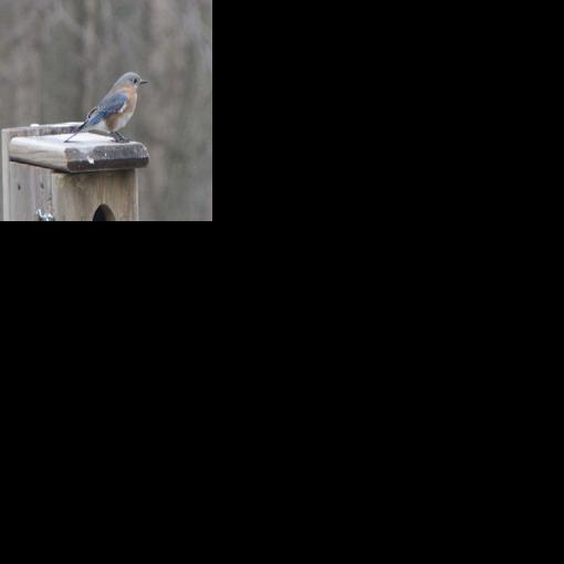 Bluebirds arrive in Southwest Michigan | Local | heraldpalladium.com