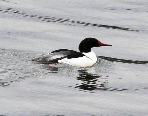 Wildlife Sightings Common Merganser Ready To Head North Local Heraldpalladium Com