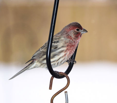 Wildlife Sightings: House finch a four-season bird in Southwest